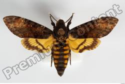  Death's-head Hawkmoth - Acherontia atropos